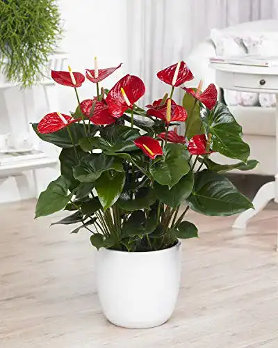 Exotische Blumen GardenersDream 1 x Rote Spitzenblatt Anthurium
