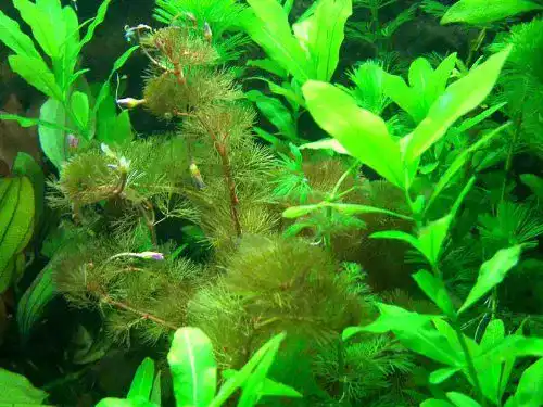 Aquarium-Pflanzen aquariumpflanzen.net Anti Algen Set
