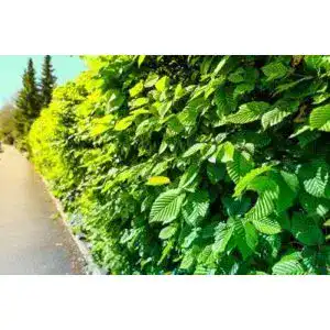 Hainbuche PFLANZHITS Ihr Pflanzenpartner 10 St. 120-150cm