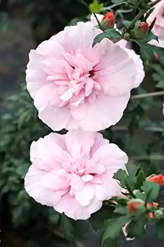 Hibiskus-Pflanze floranza.de Hibiskus rosa Blüte Roseneibisch