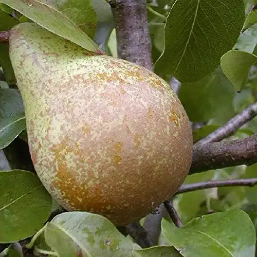 Birnenbaum pille baumschulen Köstliche von Charneux Birne