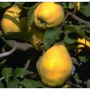 Quitten-Baum Artländer Pflanzenhof Portugiesische Birnenquitte