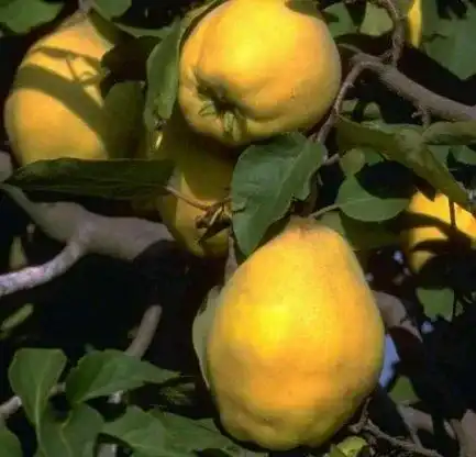 Quitten-Baum Artländer Pflanzenhof Portugiesische Birnenquitte