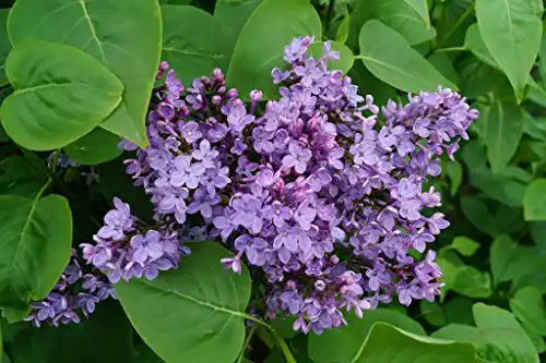 Flieder floranza.de Gemeiner Wild Syringa Vulgaris violette