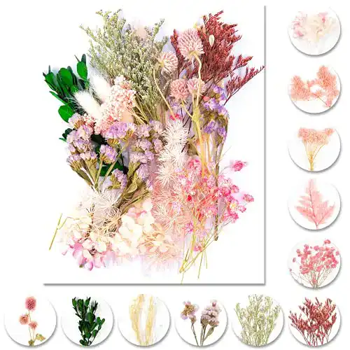 Getrocknete Blumen iDattel Natürliche Blumen, Set