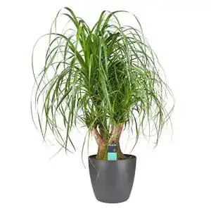 Elefantenfuß-Pflanze botanicly Zimmerpflanze in Übertopf als Set