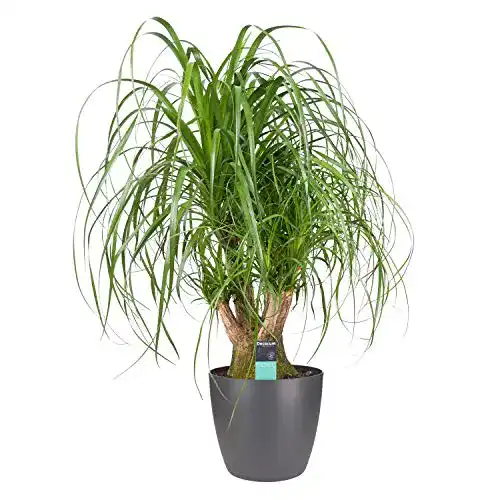 Elefantenfuß-Pflanze botanicly Zimmerpflanze in Übertopf als Set