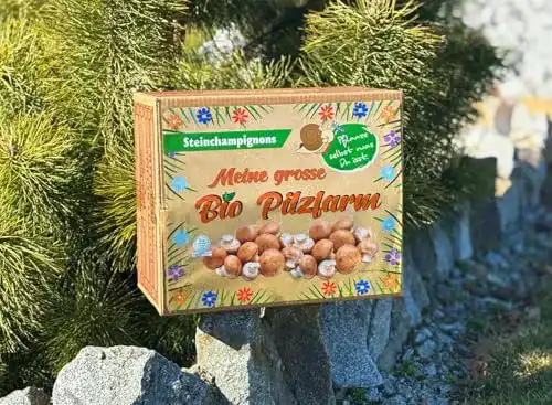 Pilzkultur Pilzmännchen XXL Bio Steinchampignon 10 kg