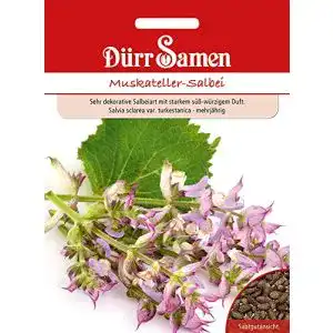 Salbei-Samen Dürr-Samen Dürr Samen 4366 Muskateller-Salbei