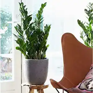 Glücksfeder BAKKER Zamioculcas zamiifolia, Höhe 60-70 cm