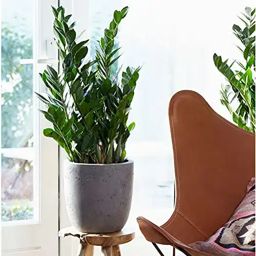 Glücksfeder BAKKER Zamioculcas zamiifolia, Höhe 60-70 cm