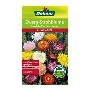 Strohblumen-Samen Dehner Blumen-Saatgut, Zwerg-Strohblume