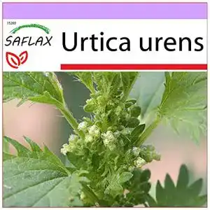 Brennnesselsamen Saflax, Heilpflanzen, Brennessel, 150 Samen