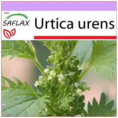 Brennnesselsamen Saflax, Heilpflanzen, Brennessel, 150 Samen