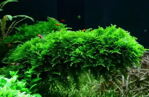 Aquarium-Moos WFW wasserflora XL In-Vitro Christmas Moss