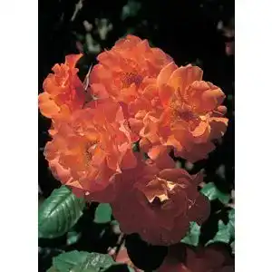 ADR-Rose Garten Schlüter Rose Westerland ® Strauchrose mit ADR