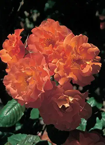 ADR-Rose Garten Schlüter Rose Westerland ® Strauchrose mit ADR