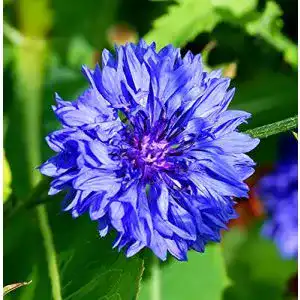 Kornblumen-Samen Samen Schenker, Centaurea cyanus