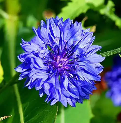 Kornblumen-Samen Samen Schenker, Centaurea cyanus