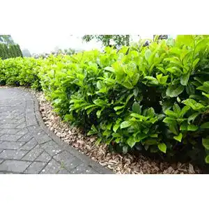 Kirschlorbeer Pflanzhits 5 St. Novita 80-120cm im Topf XXL