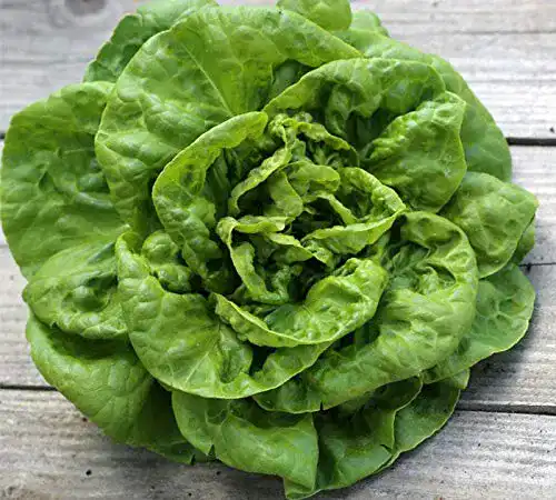 Salat-Samen prademir 250 x Samen Salat”Kagraner Sommer”