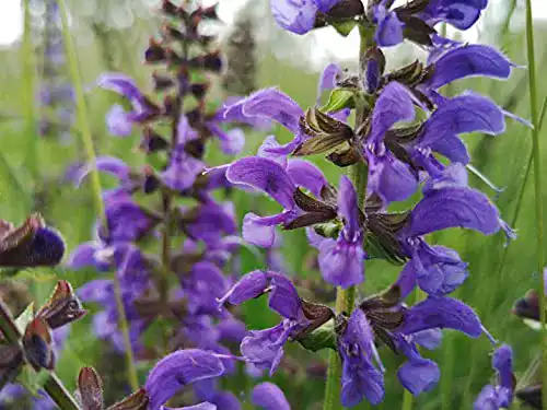 Salbei-Samen LaCaTho Wiesensalbei Samen lat. Salvia pratensis