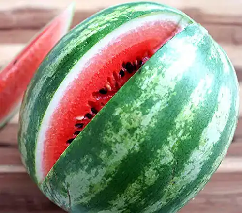 Wassermelonen-Samen Samen Schenker, Crimson Sweet, 10 Samen