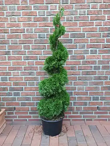 Thuja Pflanzen Böring Spirale, Höhe: 150-160 cm, Smaragd-Edel