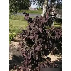 Haselnussstrauch Baumschule Pflanzenvielfalt Corylus avellana Red