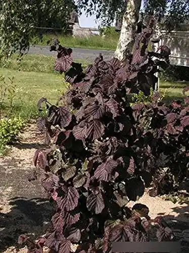 Haselnussstrauch Baumschule Pflanzenvielfalt Corylus avellana Red