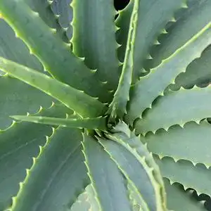Aloe-vera-Pflanze Dominik Blumen und Pflanzen, Echte Aloe Vera