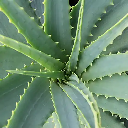 Aloe-vera-Pflanze Dominik Blumen und Pflanzen, Echte Aloe Vera