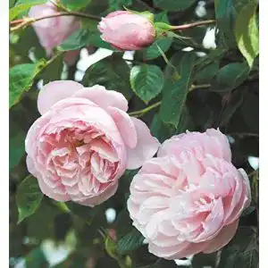 Englische Rosen Rosen Union Englische Rose, David Austin