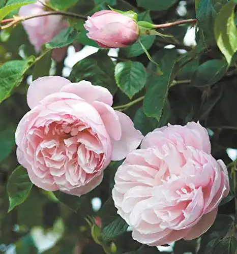 Englische Rosen Rosen Union Englische Rose, David Austin