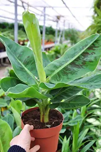 Bananenpflanze botanicly Palmenmann, Zwerg-Essbanane