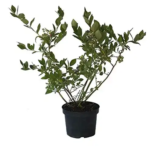 Heidelbeerstrauch Müllers Grüner Garten Shop Reka Vaccinium