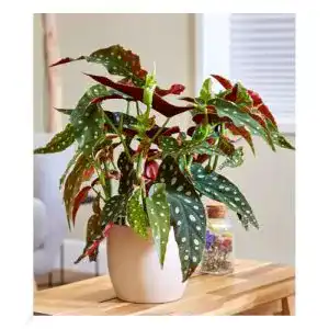 Forellenbegonie Baldur, Garten Maculata, groß, 1 Pflanze