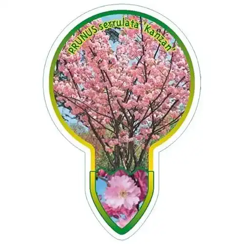 Japanische Nelkenkirsche Blumen Senf Prunus serrulata ‘Kanzan’