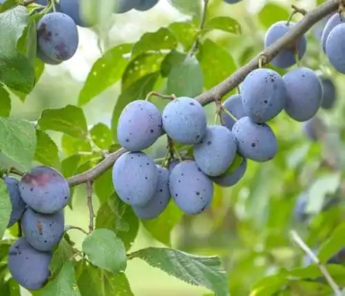 Pflaumenbaum Artländer Pflanzenhof Hauszwetsche, Buschbaum