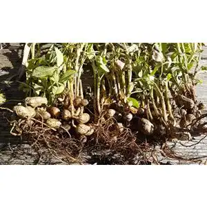 Erdnuss-Samen rareseeds 10 Arachis hypogaea Samen