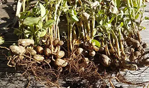 Erdnuss-Samen rareseeds 10 Arachis hypogaea Samen