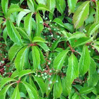 Die beste Kletterpflanze winterhart PlantaPro Wilder Wein 'Engelmannii' 2026 Test Bestseller Kletterpflanze winterhart PlantaPro Wilder Wein ‘Engelmannii’