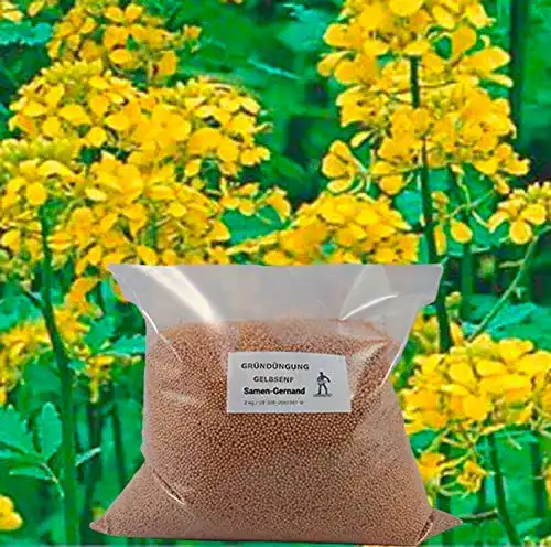 Senf-Samen Samen-Gernand Gelbsenf Gründüngung, 5 kg