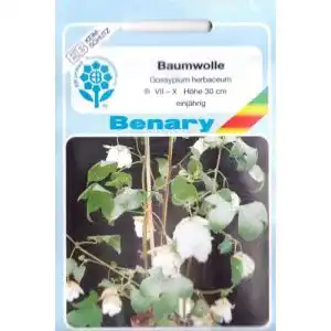Baumwollsamen Ernst Benary Samenzucht GmbH, ca. 12 Samen
