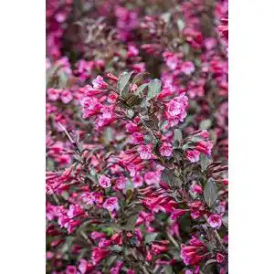 Weigelie PlantaPro Rosa Weigela florida ‘Alexandra’ ca. 40-60cm
