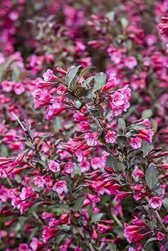 Weigelie PlantaPro Rosa Weigela florida ‘Alexandra’ ca. 40-60cm