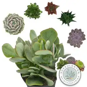 Sukkulenten PASIORA Mix im 6cm Topf, Geschenkset 6 Stück