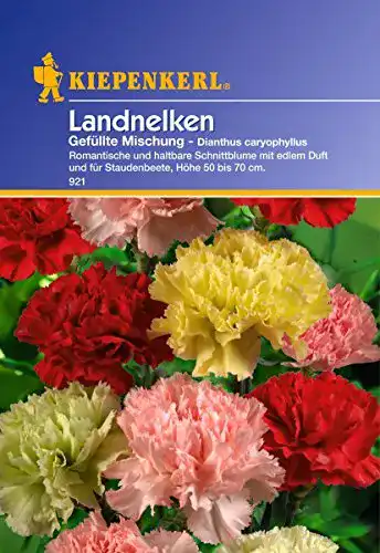 Nelken-Samen Sperli Landnelken gefüllte Mischung