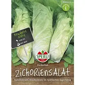 Zuckerhut-Samen Sperli Salatsamen, Zichoriensalat, Zuckerhut