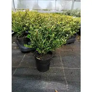 Stechpalme Blumen Senf Ilex crenata ‘Glorie Gem’ 25 cm